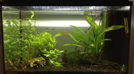 aquarium Aquamaison