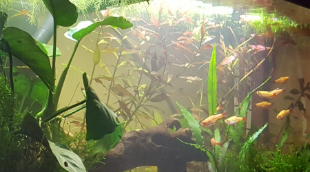 Quand les corys se reposent...