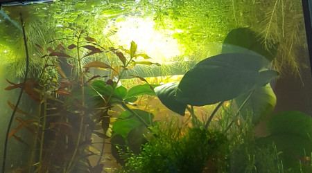 Quand les corys se reposent...