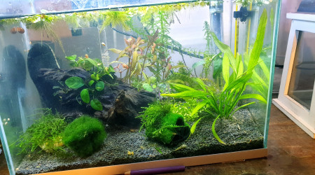 aquarium Nano bac