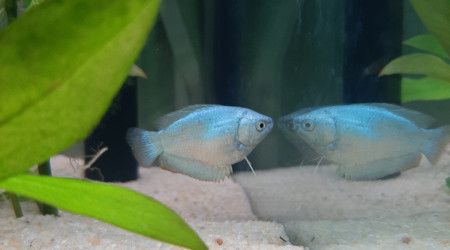 Ma femelle gourami