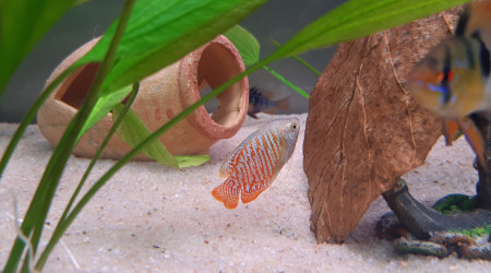 Mon mâle gourami