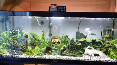 1er Aquarium - Photo M7