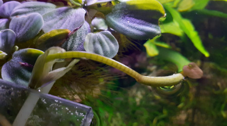 Peut-être une jolie fleur dans quelques jours !!!???