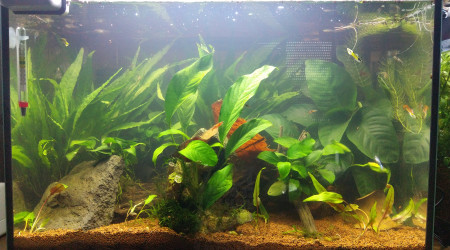 aquarium 50L