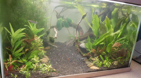 aquarium 130L Communautaire - Biotope Asiatique