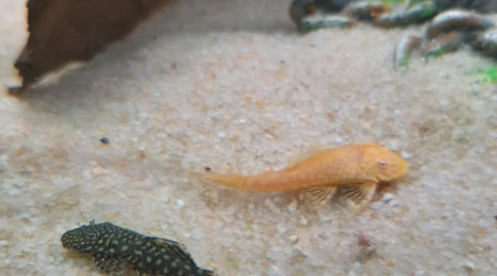 Mes deux ancistrus ^^