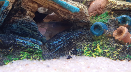 Une de mes deux crevettes !