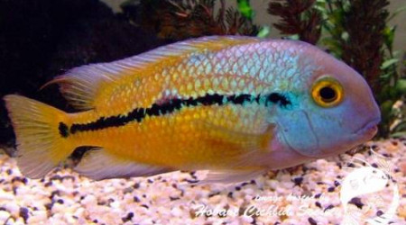 hypsophrys nicaraguensis