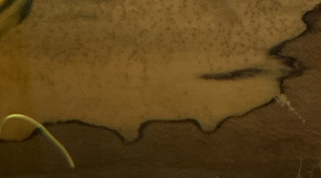 Femelle Apistogramma