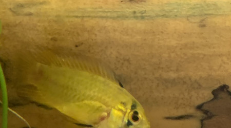 Femelle Apistogramma