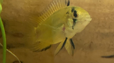 Femelle Apistogramma