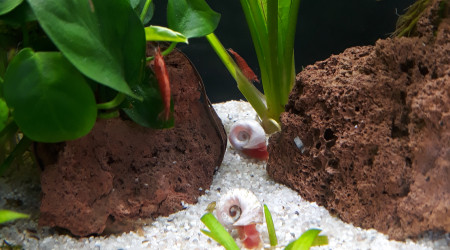 Planorbes roses et crevettes