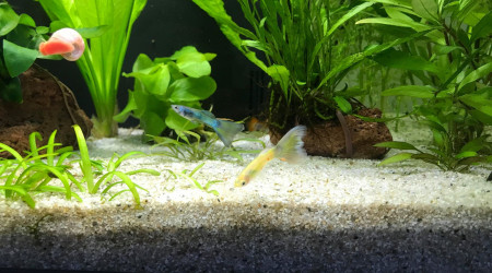 Duo guppy