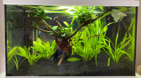 aquarium Nano 20L