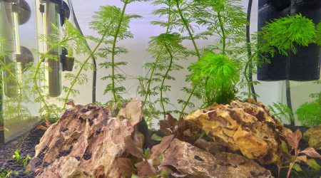 aquarium Aquarium à crevette 30L