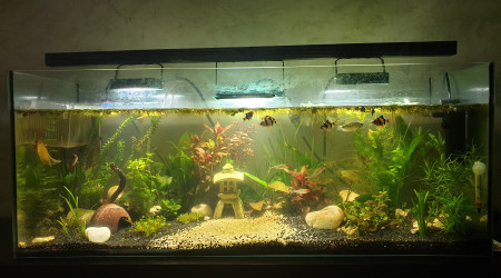 aquarium Bac 1OOL