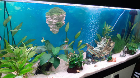 aquarium 240L