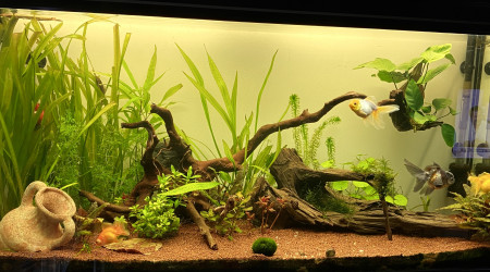 aquarium 250L