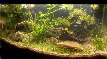 aquarium 60L Low-tech