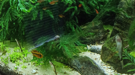Otocinclus