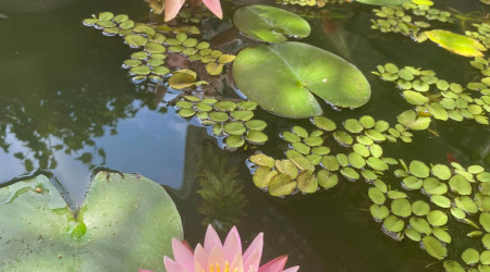 Première fleur de Nymphaea 'Dallas' (en bas)