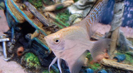 Et voici son copain !