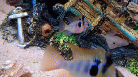 Une nouvelle femelle, très vite appréciée du mâle !