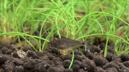 Nouvelle découverte du matin: bébé Hemigrammus ocellifer