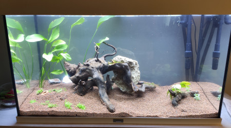 aquarium projet aquascape