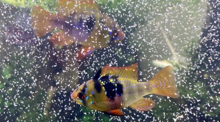 C’est la fête aux cyclops  !