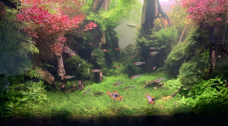 Une coupe s’impose ! #jungle