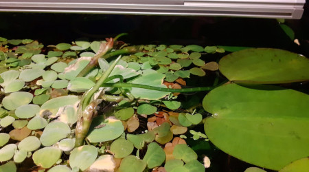 Hydrocleis nymphoides