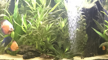 aquarium 850l amazonien