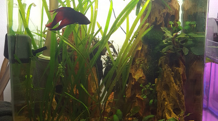 30l dennerle bucephalandra et combattant