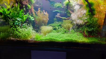 Débroussaillage face A