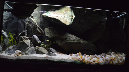 aquarium Tanganyika 250