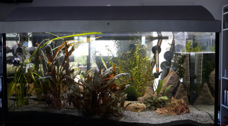 Après une taille généreuse