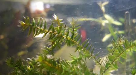 Alevin mystère - 1 mois