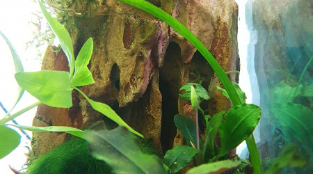 floraison bucephalandra