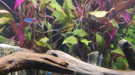 Nouvelles photos de mon aquarium