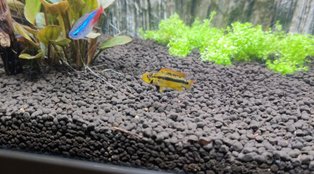 Nouvelles photos de mon aquarium