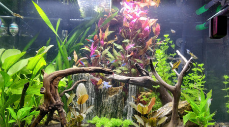 Nouvelles photos de mon aquarium