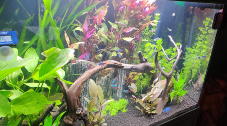Nouvelles photos de mon aquarium