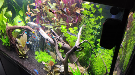 Nouvelles photos de mon aquarium