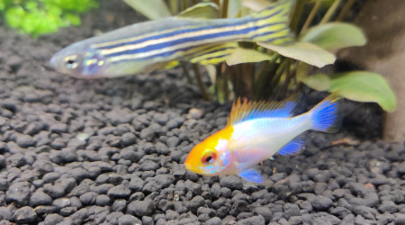 Nouvelles photos de mon aquarium