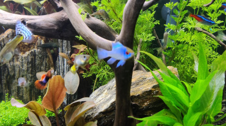 Nouvelles photos de mon aquarium