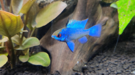 Nouvelles photos de mon aquarium