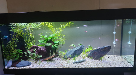 aquarium deuxième bac 260 l