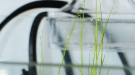 La poésie de la culture du riz paddy